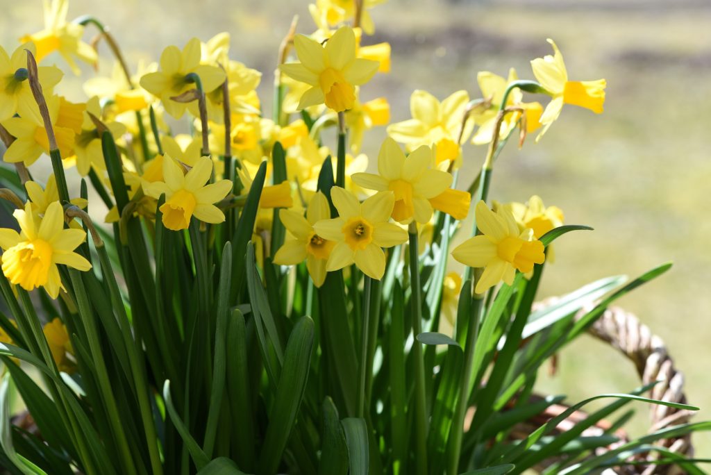 Le Narcisse: quand et comment planter ses bulbes ? - Provence matériaux  anciens